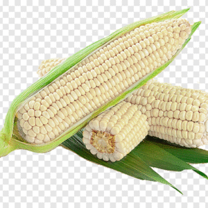 Corn (Maize)