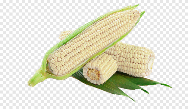 Corn (Maize)