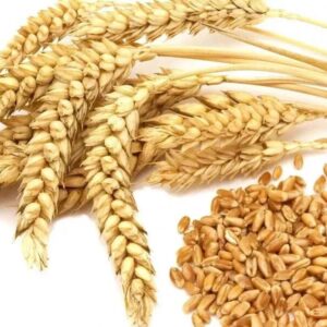Wheat
