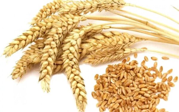 Wheat