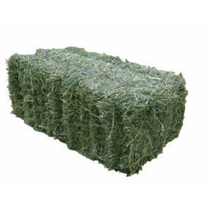 Alfalfa Hay (Lucerne)
