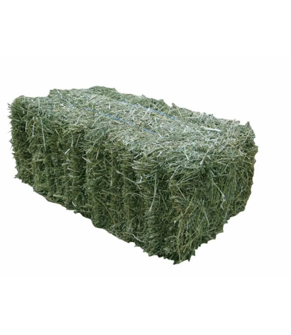 Alfalfa Hay (Lucerne)