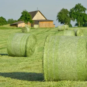 Hay