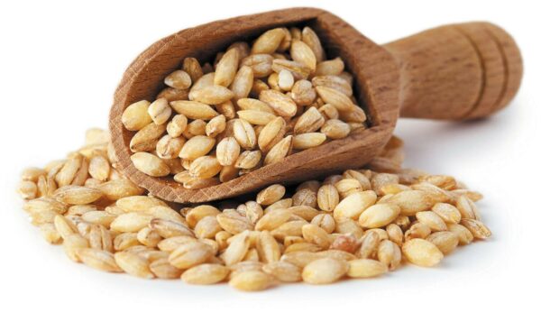 Barley