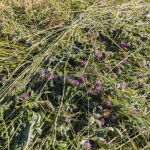 Clover Hay