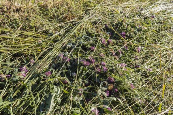 Clover Hay