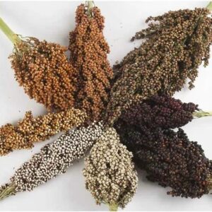 Sorghum