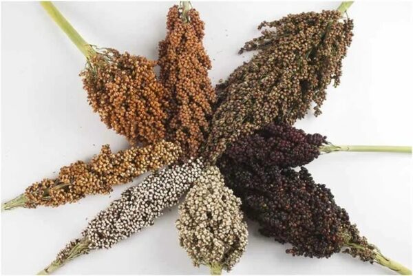 Sorghum